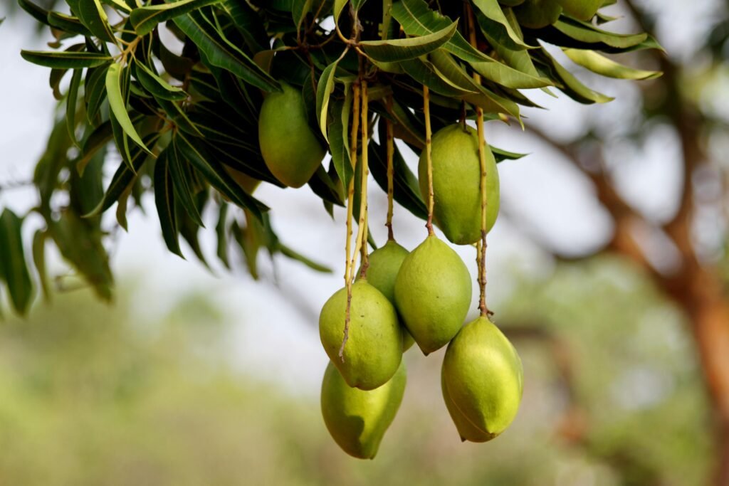 Close-up of green mangoes hanging from a branch, captured outdoors in Hyderabad.